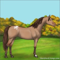 Horse Color:Bay Dun Appaloosa 