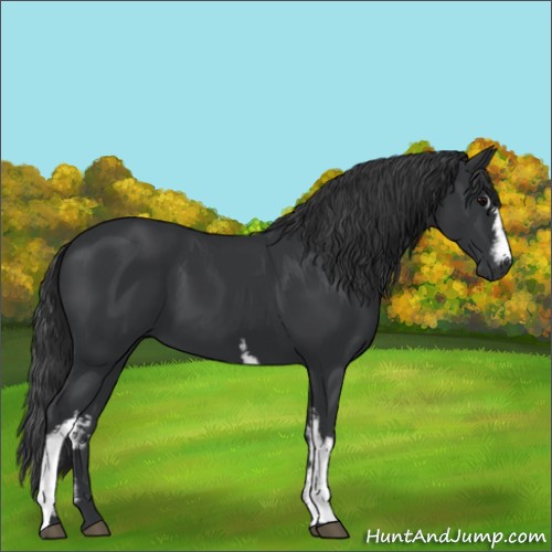 Horse Color:White Spotted Black 