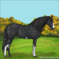 Horse Color:White Spotted Black 