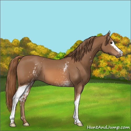 Horse Color:White Spotted Chestnut 
