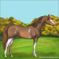 Horse Color:White Spotted Chestnut 