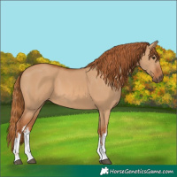 Horse Color:White Spotted Red Dun 