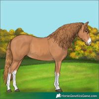 Horse Color:White Spotted Chestnut 