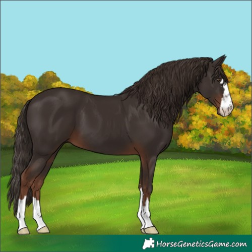 Horse Color:Liver Chestnut 