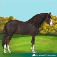 Horse Color:Liver Chestnut 