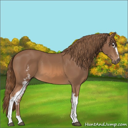 Horse Color:White Spotted Chestnut 