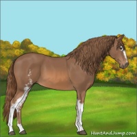 Horse Color:White Spotted Chestnut 