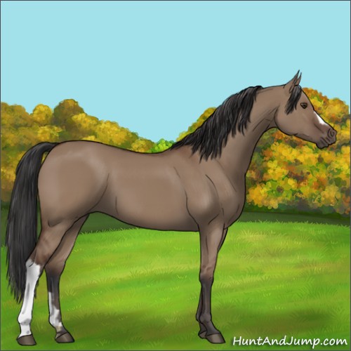 Horse Color:Bay Dun 