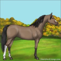 Horse Color:Bay Dun