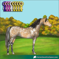 Horse Color:White Spotted Grullo Splash Rabicano and White Spotted Buckskin Dun Rabicano