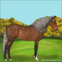 Horse Color:Silver Buckskin Rabicano 