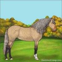 Horse Color:Silver Buckskin Dun 