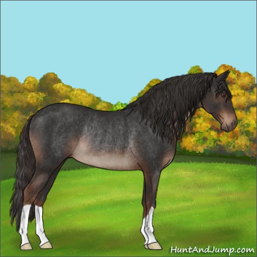 Horse Color:Liver Chestnut Rabicano 