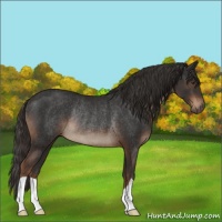 Horse Color:Liver Chestnut Rabicano