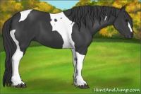 Horse Color:Black Tobiano
