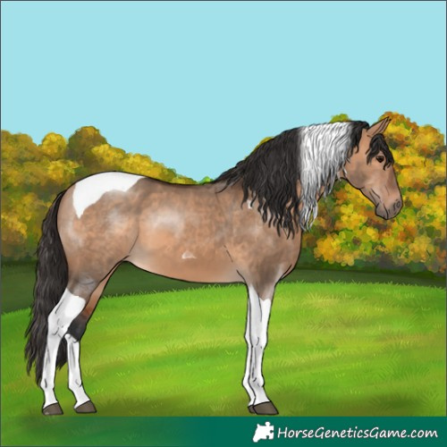 Horse Color:Bay Dun Tobiano 