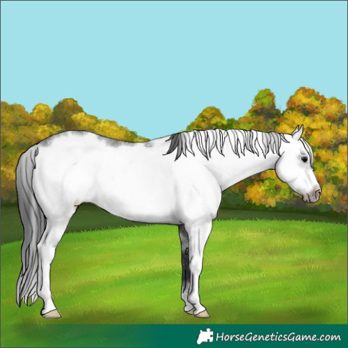 Horse Color:Black Sabino Frame Rabicano 