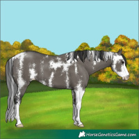 Horse Color:Grullo Sabino 