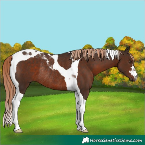 Horse Color:Liver Chestnut Tobiano Rabicano 
