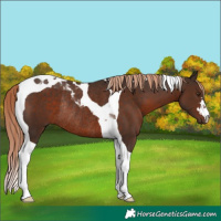 Horse Color:Liver Chestnut Tobiano Rabicano 