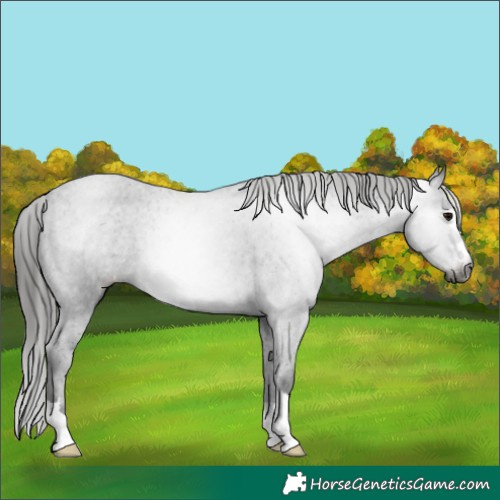 Horse Color:Gray Black Appaloosa 