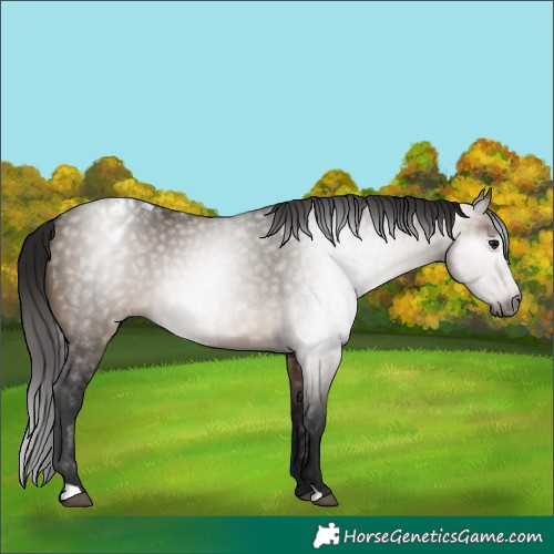 Horse Color:Gray Bay Dun Appaloosa