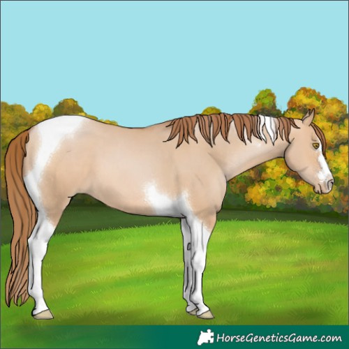 Horse Color:Brown Pearl Dun Tobiano 