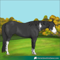 Horse Color:Black Sabino 