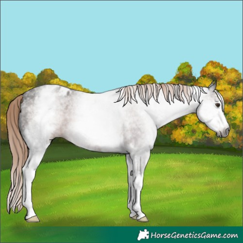 Horse Color:Gray White Spotted Liver Chestnut Varnish