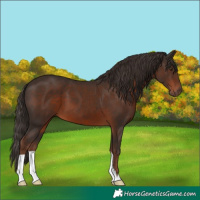 Horse Color:Liver Chestnut 