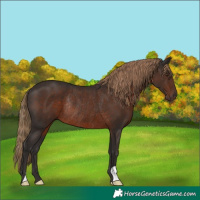 Horse Color:Liver Chestnut Rabicano 