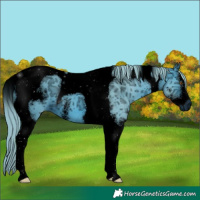 Horse Color:ERROR: UNKNOWN ANOMALY