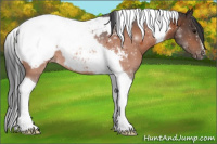 Horse Color:Bay Tobiano Snowcap