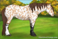 Horse Color:Bay Dun Near Leopard