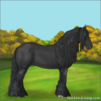 Horse Color:Black  and Black 