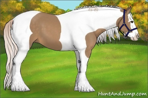 Horse Color:Palomino Splash Tobiano