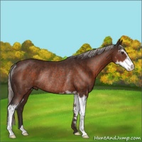 Horse Color:Silver Brown Sabino Rabicano 