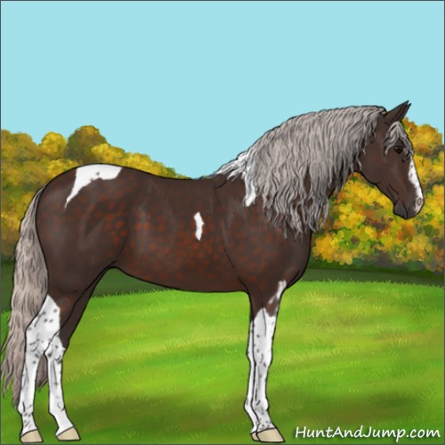 Horse Color:Silver Brown Sabino Tobiano 