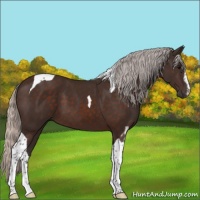 Horse Color:Silver Brown Sabino Tobiano