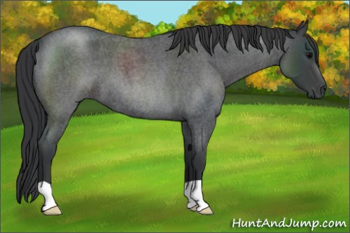 Horse Color:Blue Roan 