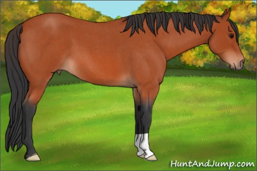Horse Color:Bay Roan 