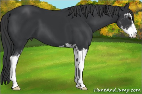 Horse Color:Black Sabino 