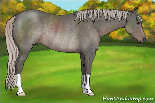 Horse Color:Silver Black Rabicano 