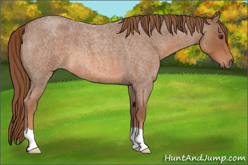 Horse Color:Red Roan 