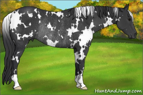 Horse Color:White Spotted Black Rabicano 