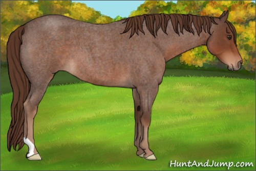 Horse Color:Liver Red Roan 