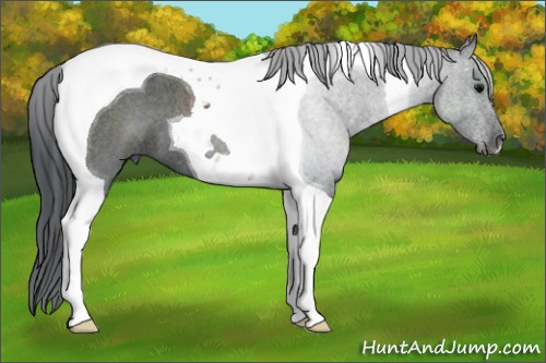 Horse Color:Blue Roan Tobiano 