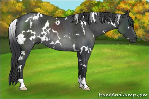 Horse Color:White Spotted Blue Roan Rabicano 