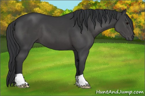 Horse Color:Black 