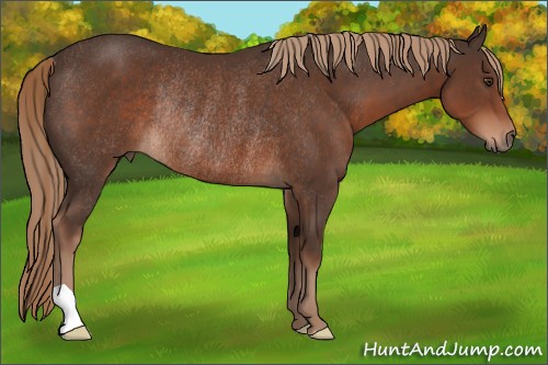 Horse Color:Liver Chestnut Rabicano 